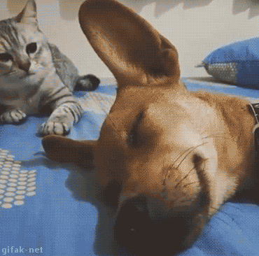 Гифка Кот не даёт спать собаке