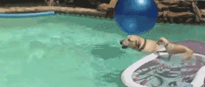Гифка Собака переплывает бассейн на собаке