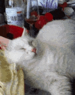 Гифка Как разбудить кота