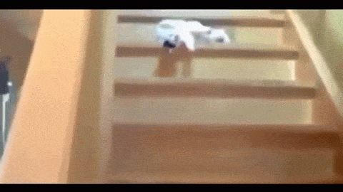 Гифка Кот съезжает с лестницы