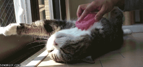Гифка Расчёсывание кота