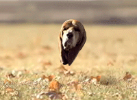 Гифка Летающая голова собаки