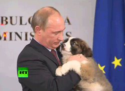 Гифка Путин с щенком