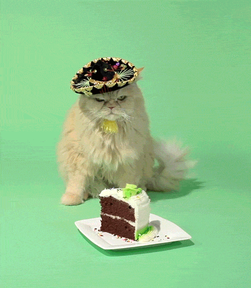 Гифка Мексиканский кот и торт