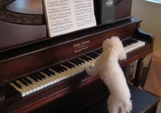 Гифка Собака играет на пианино по нотам