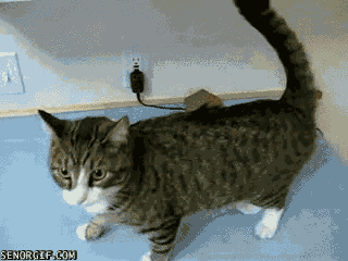 Гифка Кот с хвостом защищающим от навязчивых гладильщиков