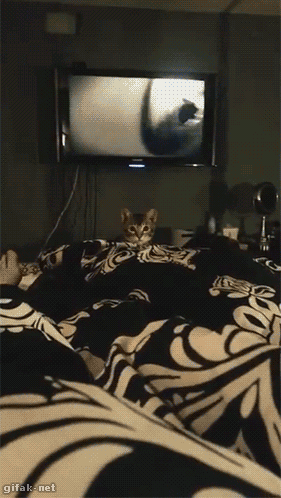 Гифка Котёнок атакует одеяло
