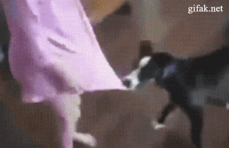 Гифка Кот защищает девочку от собаки