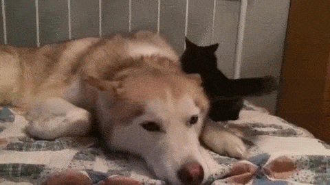 Гифка Кот не даёт собаке спать