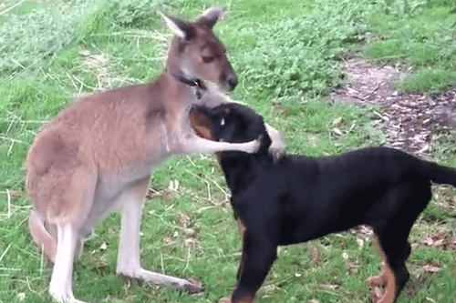 Гифка Собака и кенгуру