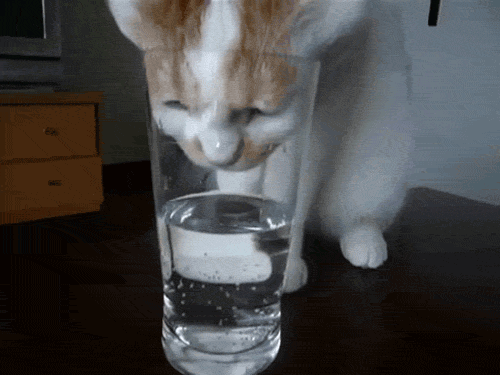 Гифка Кошка пьёт из стакана