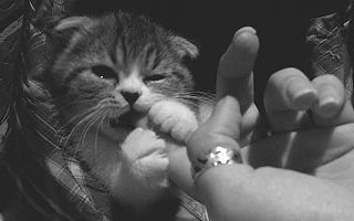 Гифка Котёнок грызёт палец
