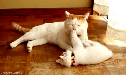 Гифка Котёнок играет с кошкой