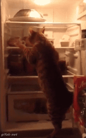 Гифка Кот в холодильнике