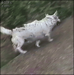 Гифка Собака катится с горы