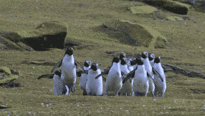 Гифка Пингвины бегут за бабочкой