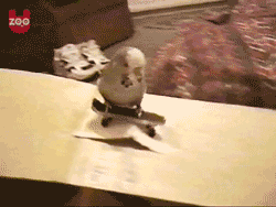 Гифка Попугай скейтер