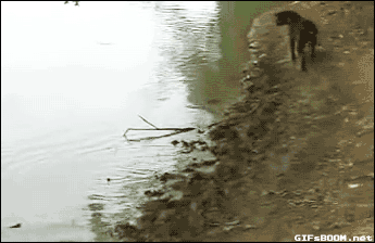 Гифка Собака ловит рыбу