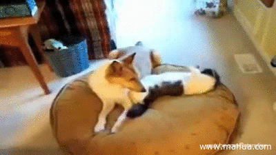 Гифка Кот прогоняет собаку с лежака