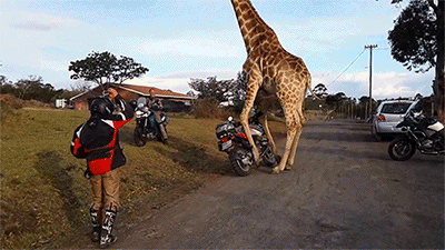 Гифка Жираф крадёт мотоцикл