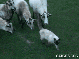 Гифка Кот и овцы