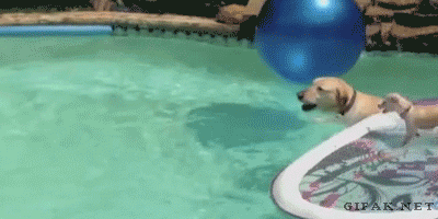 Гифка Две собаки переплывают бассейн