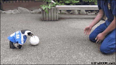 Гифка Пингвин играет с мячом