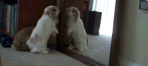 Гифка Кролики у зеркала