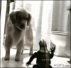 Гифка Собака против Годзиллы