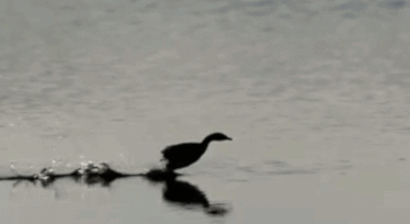 Гифка Утка бежит по воде