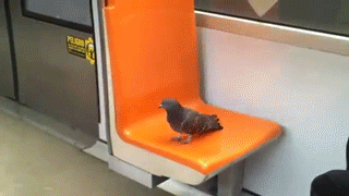 Гифка Голубь в метро