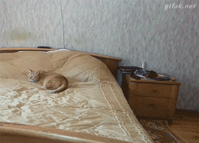 Гифка Кошка прыгает с кровати