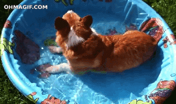 Гифка Собака в мини-бассейне