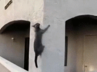 Гифка Кошка забирается по стене