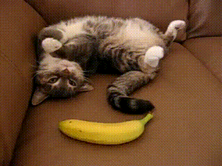 Гифка Кот внезапно осознал присутствие банана