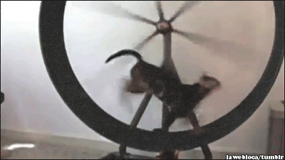 Гифка Беговое колесо для кошки