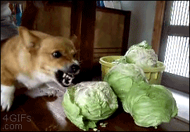 Гифка Собака ненавидит капусту