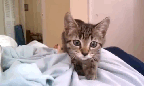 Гифка Молодой кот готовится к прыжку