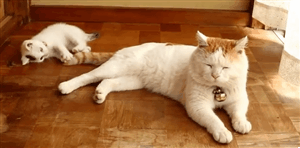 Гифка Котёнок играет с хвостом кота