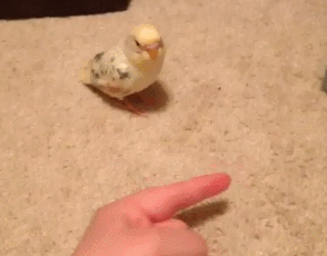 Гифка Попугай прыгает на палец