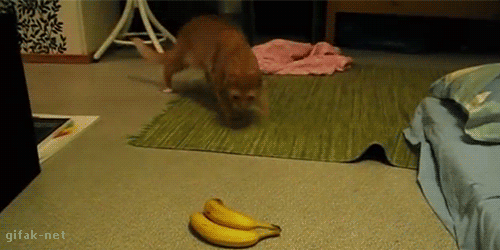Гифка Кот и бананы