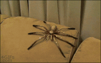 Гифка Пранк с пауком