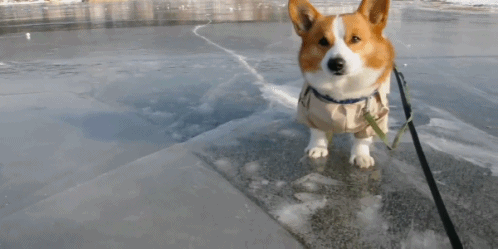Гифка Собака мёрзнет на льду