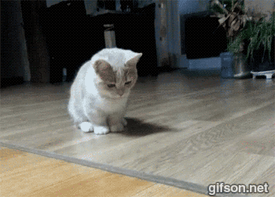 Гифка Котёнок поймал лазерную точку
