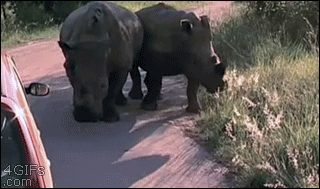 Гифка Носорог протыкает колесо