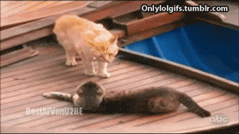 Гифка Драка кошек на воде