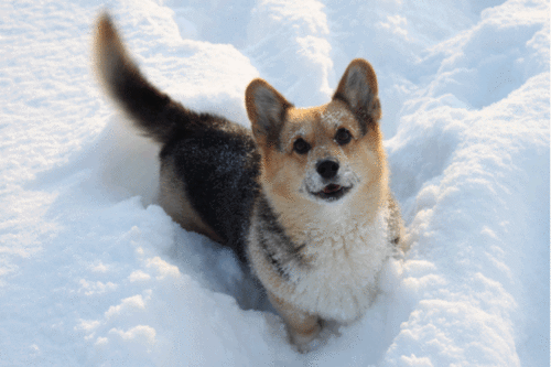 Гифка Собака в снегу