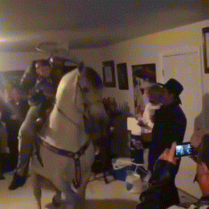 Гифка Лошадь танцует в квартире