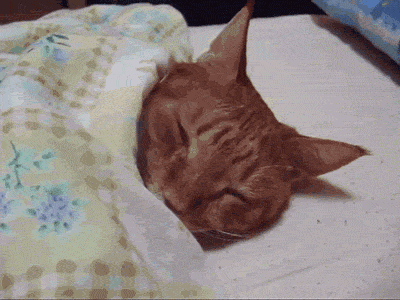 Гифка Кот под одеялом