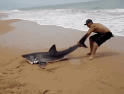 Гифка Человек спасает акулу
